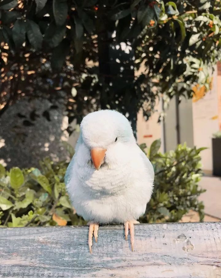 养鹦鹉少走30年弯路,新手养的鹦鹉各优缺点