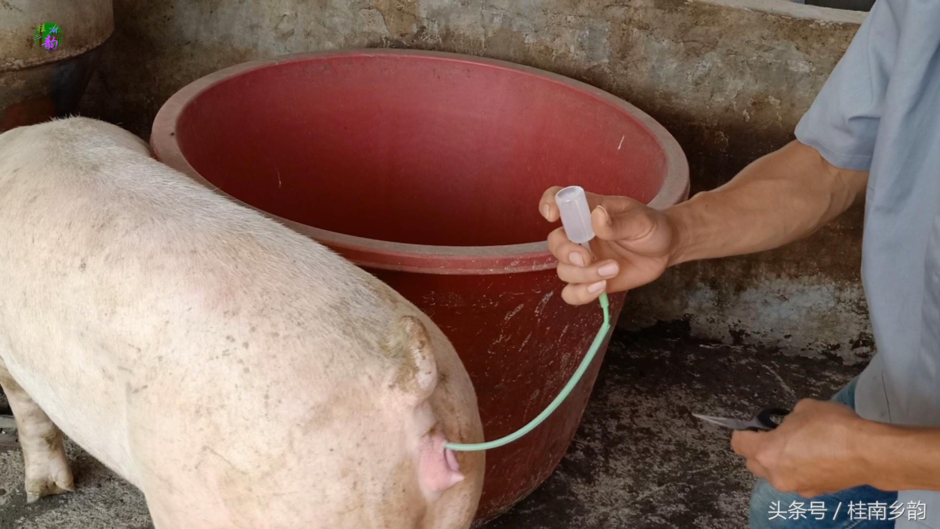 如何给母猪合理人工授精,怎么给母猪人工授精呢