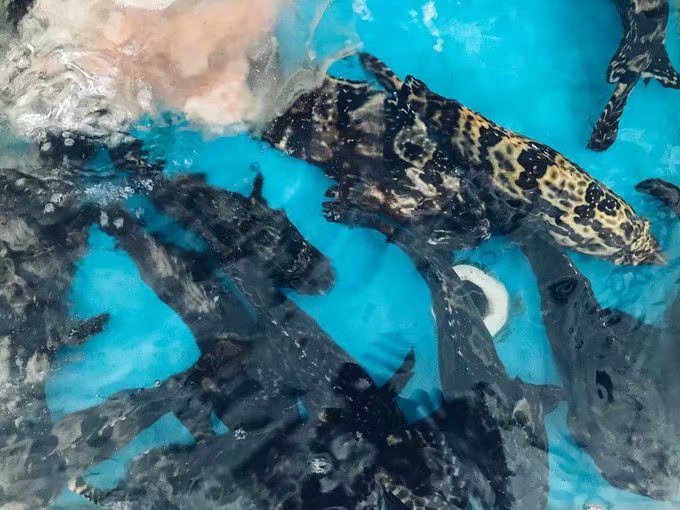 海口的特色美食有哪些,海口有哪些特色美食