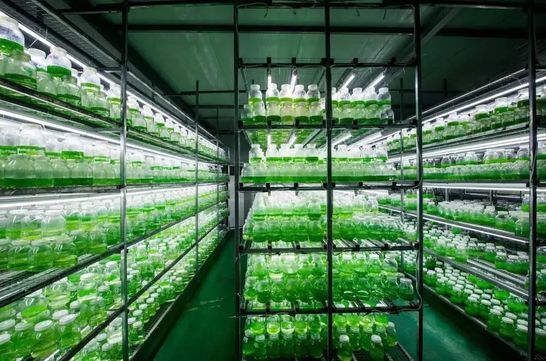 无土栽培在蔬菜方面的国外现状,现代农业蔬菜无土栽培