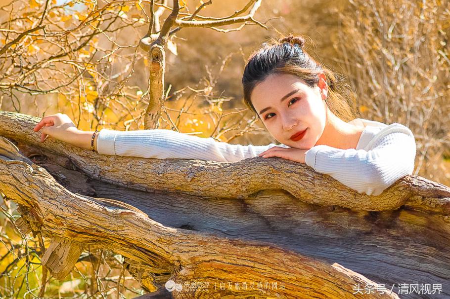 千年的等待纯音乐,金塔胡杨林美照