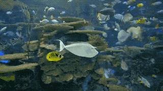 style鐜板満鐗堝浼﹀ (鐧惧彉澶氫鸡澶歴tyle)