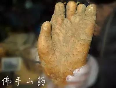 山药种植技术秘密,佛手山药和佛掌山药哪个营养好