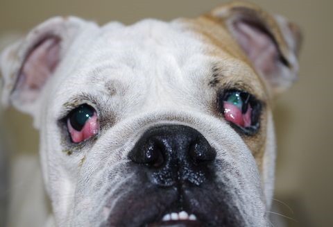 狗狗两只眼睛都长樱桃眼,狗狗樱桃眼用什么眼药水