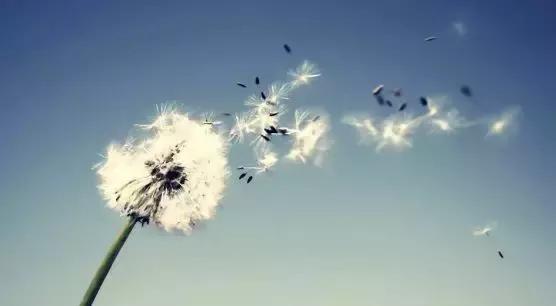 含有风字的古诗句100首,描写风的古诗20首简单易懂