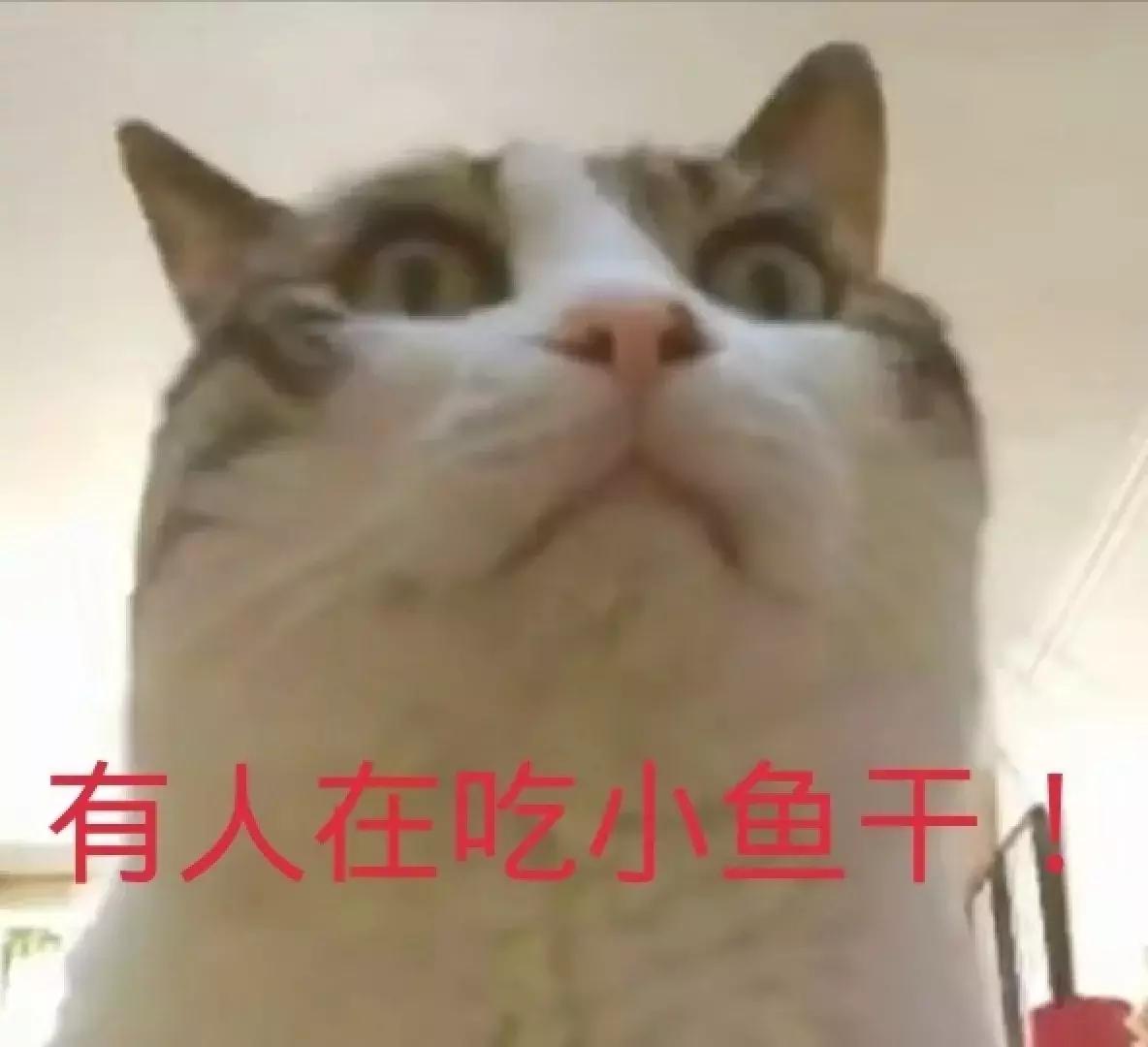 猫粮有关猫咪的健康可不能随便选 (猫咪生病吃哪种湿猫粮)