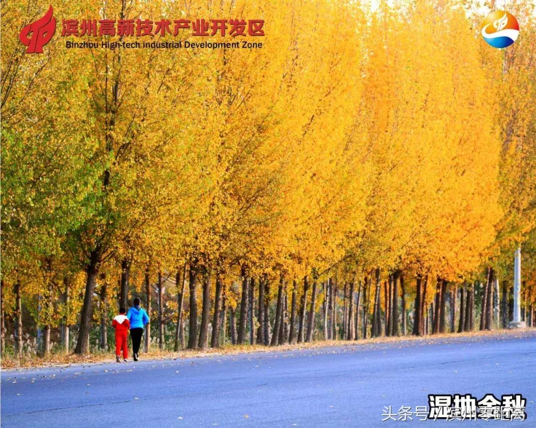 滨州森林村居,滨州森林小镇有哪些