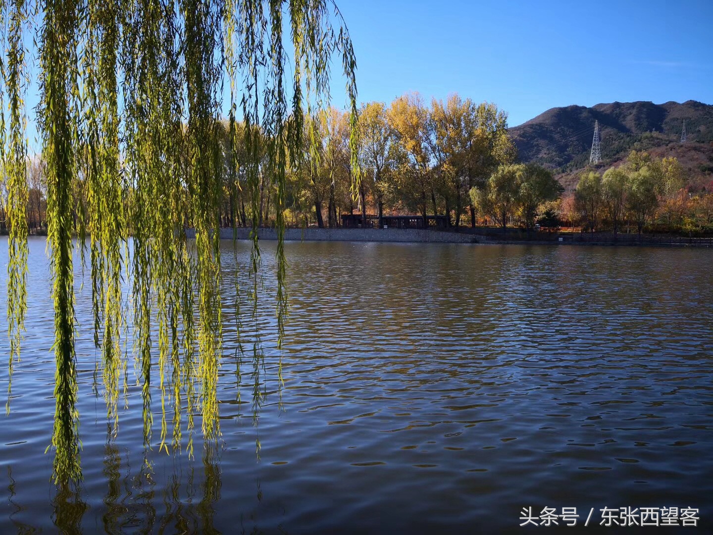 垂柳七绝图片,湖边垂柳七绝