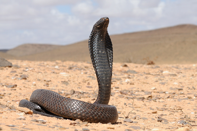 把毒蛇的毒注入了毒蛇的身体里,毒蛇能把毒液注入体内吗