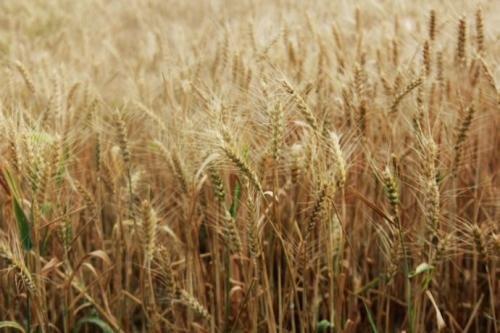 麦田里的守望者原创视频,麦田里的守望者创作的原声