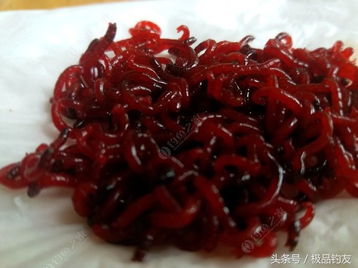 野钓红虫颗粒使用方法,冬季红虫野钓鲫鱼技巧