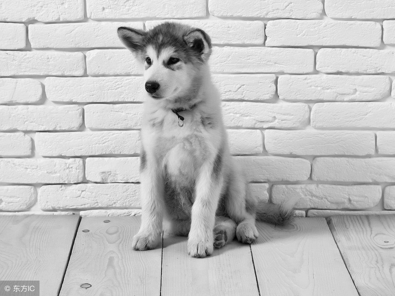 八哥犬掉毛厉害是什么原因,巴哥犬掉毛很严重怎么办