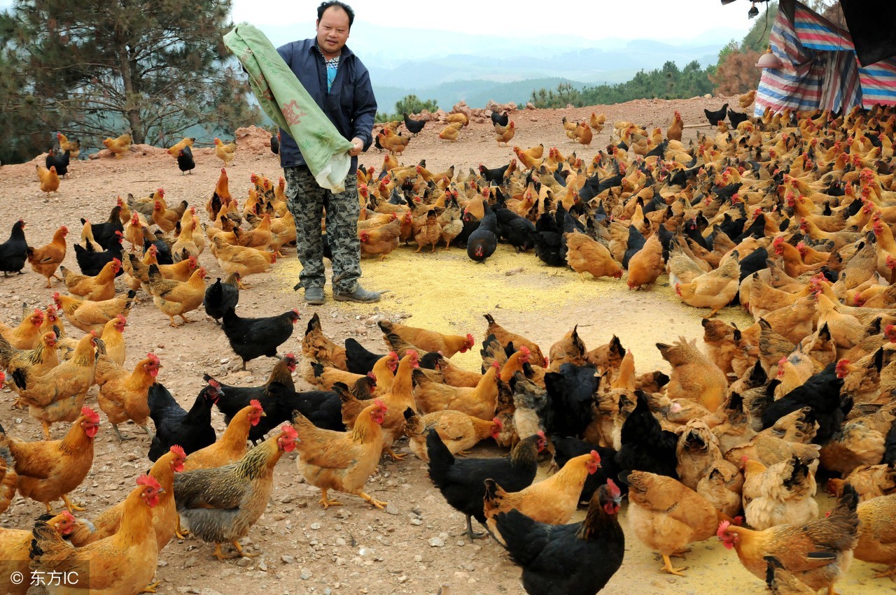 养殖场怎么预防禽流感,养鸡需要怎么预防疾病