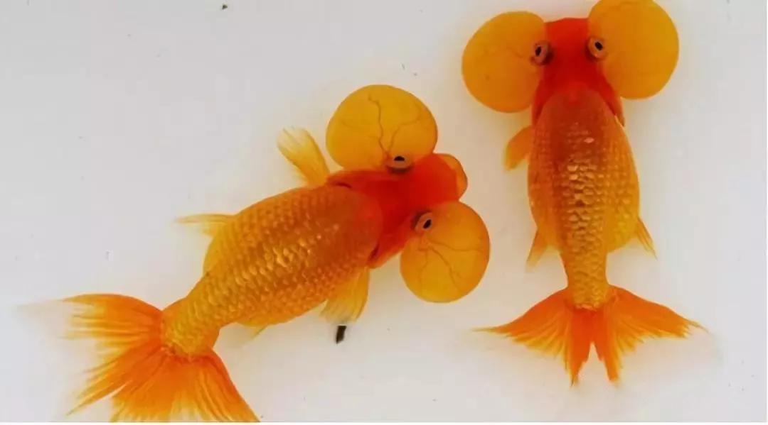 金鱼的饲养技巧和注意事项,草金鱼为什么养不大