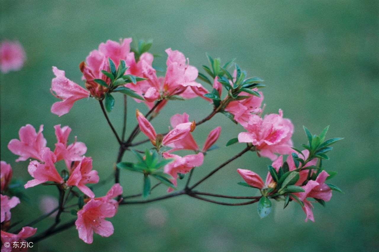 种下去第一年的桃树怎么修剪,种了第二年的桃树应该怎么整枝