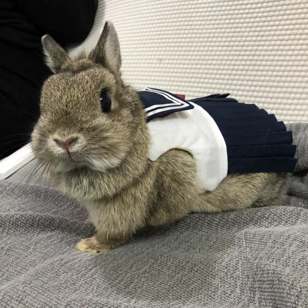 一只鸭子一万五元,一只鸭子一万多