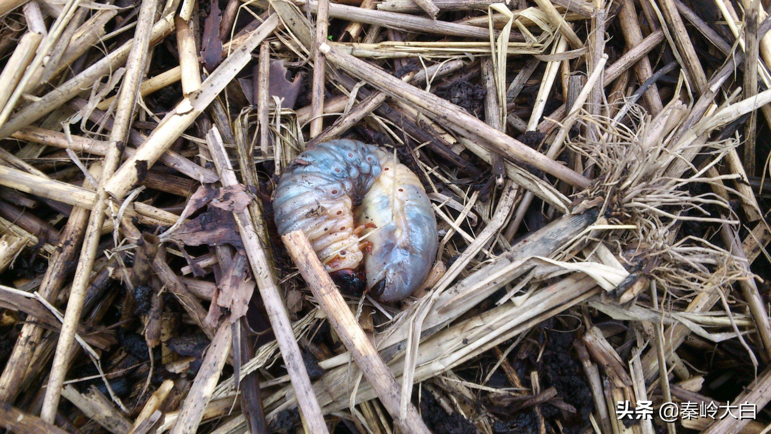 土豆有地蚕虫怎么治,土豆地里有土蚕怎么治
