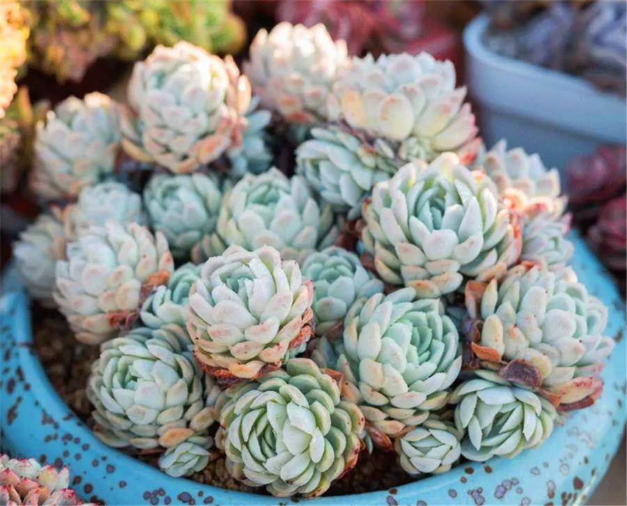 秋天的冰梅太美了,红的温暖粉的醉人,做好4件事,冬天会更美