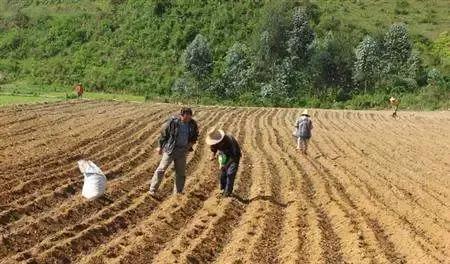 玉米播种后气温低种子烂不烂,玉米脱粒时烂芯碎粒怎么回事