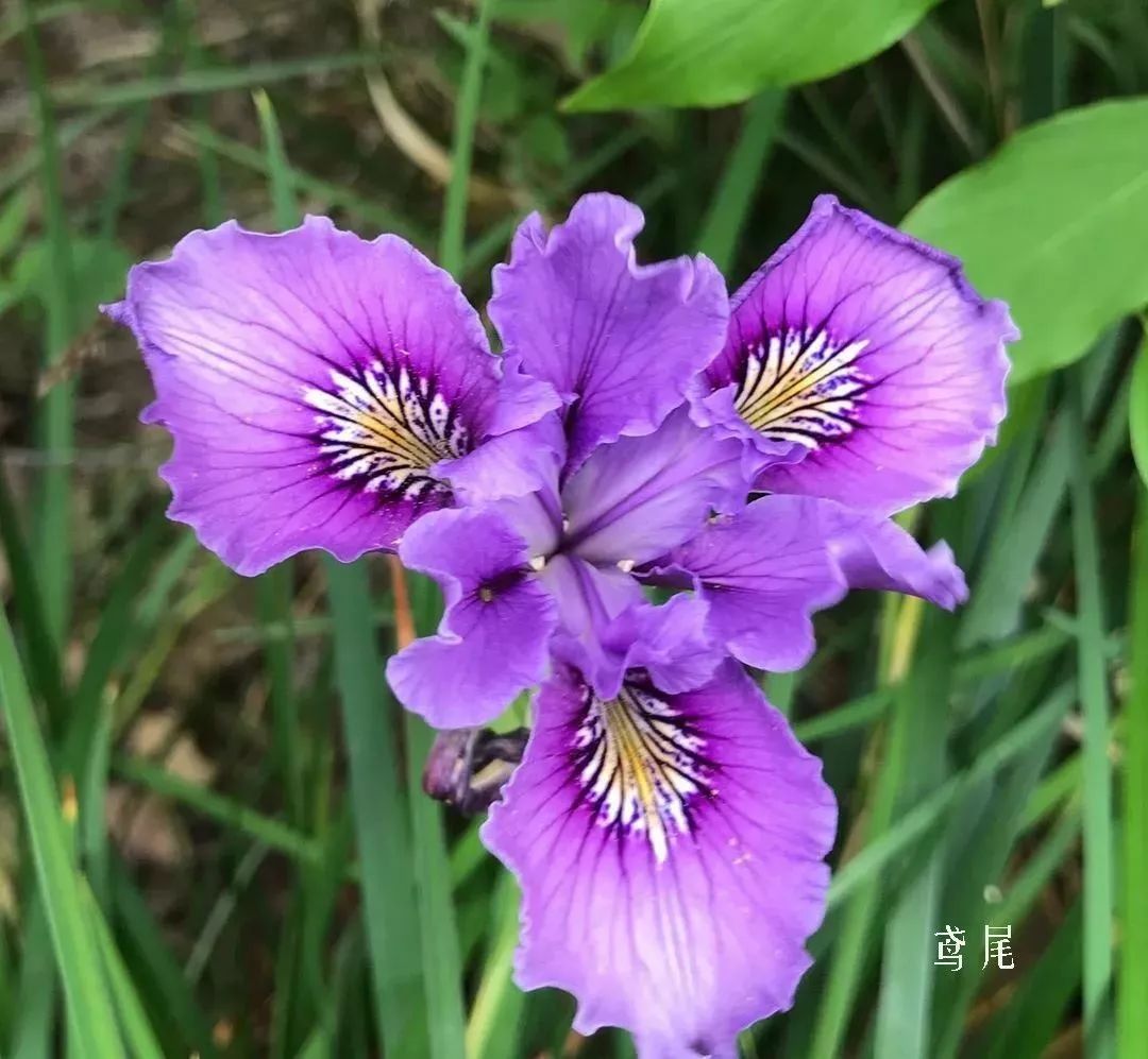 鲜花店常见花材品种大全,花店里同款的两种不同价格的花材