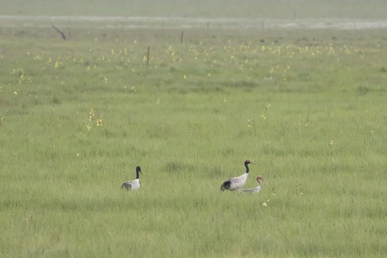 黑颈鹤的有趣之处,黑颈鹤有什么爱好