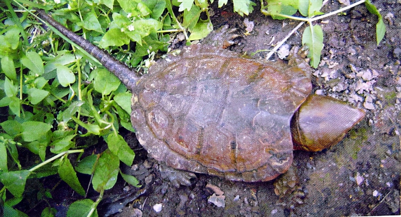 龟类大百科,大眼睛龟类