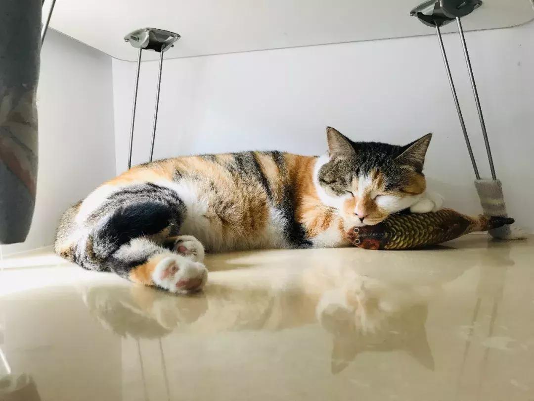 小佩猫窝布偶,小佩猫窝事件