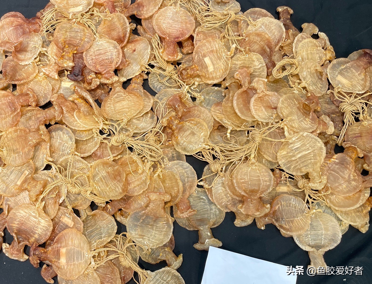 加拿大开片鱼胶的正确泡发方法,鱼胶在泡发过程中营养会流失吗