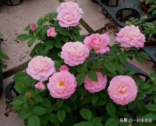 养花土里小虫怎么处理,养花虫子怎么消灭最快