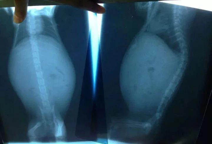 猫咪可怕的病,猫传腹口服441和针剂441的区别