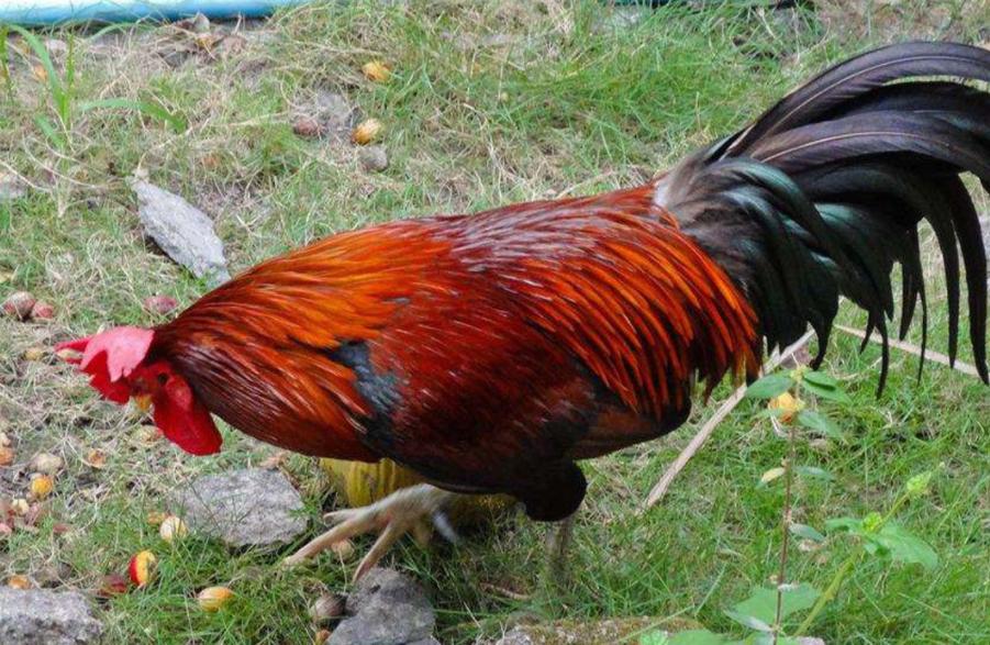 五毒之一的蜈蚣为什么怕公鸡,为什么五毒之一的蜈蚣会害怕公鸡