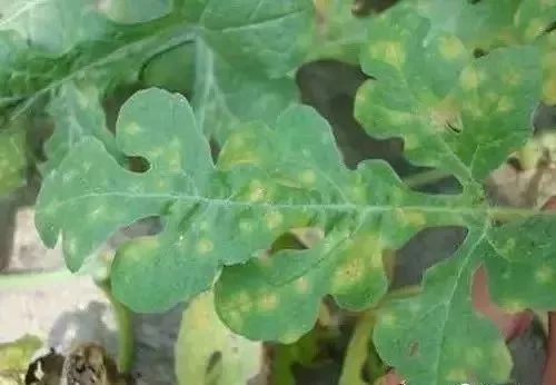 白化病的种类及图片,白化病常识图片大全