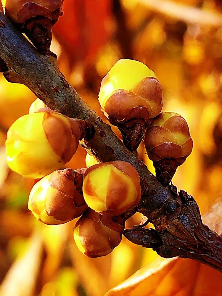 又见腊梅花开记叙文,又见腊梅真好作文1000字