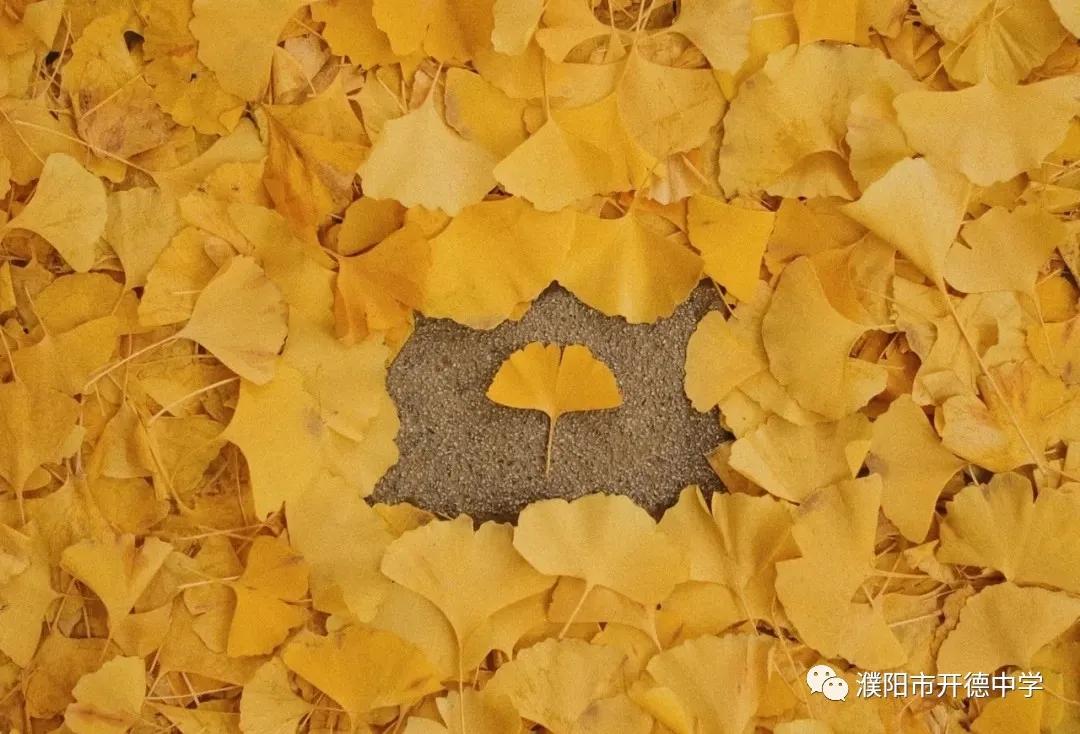 濮阳市开德中学图片,濮阳华龙区开德中学