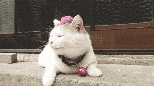 抱猫咪的正确方法,猫咪怎么抱才是正确方式