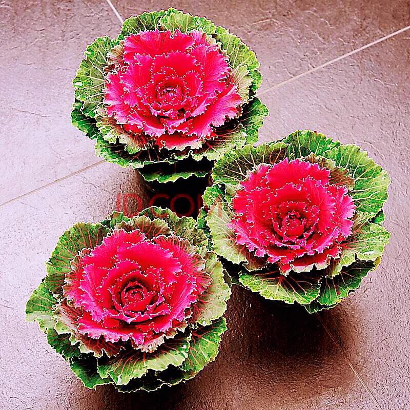 羽衣甘蓝开花图,好看的羽衣甘蓝