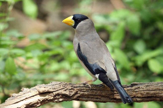 高清童年常见飞禽篇(值得珍藏)