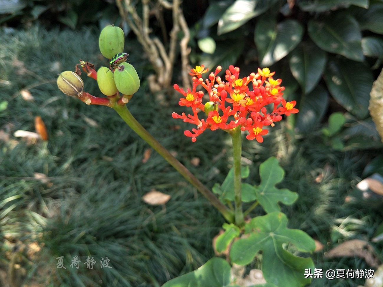 兴隆热带植物园攻略,万宁兴隆热带植物园