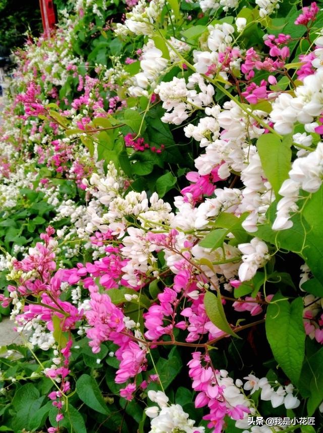 适合阳台种植的爬藤植物都有哪些,家庭阳台种什么爬藤植物比较好