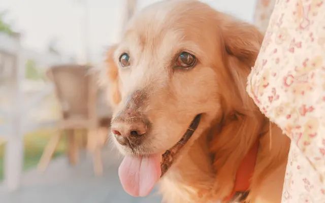 又一只狗被棉签掏聋：主人处理的方法，比耳螨更可怕