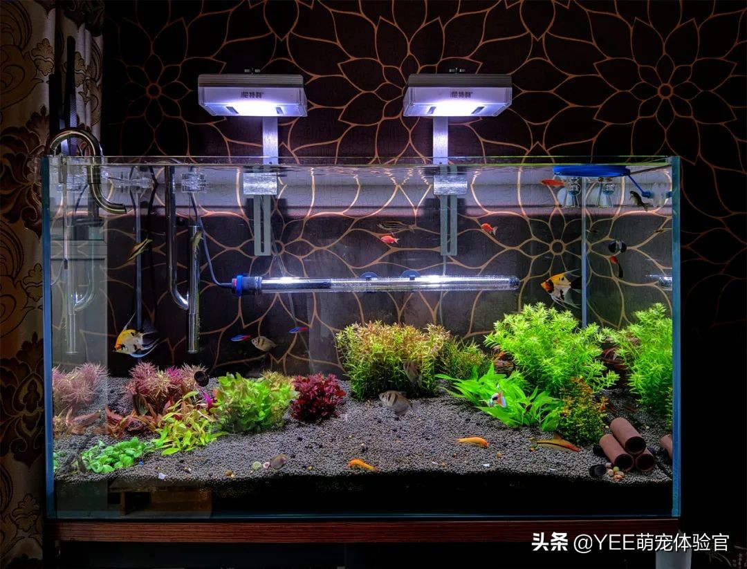 快速增加硝化细菌的办法,硝化细菌最简单的方法