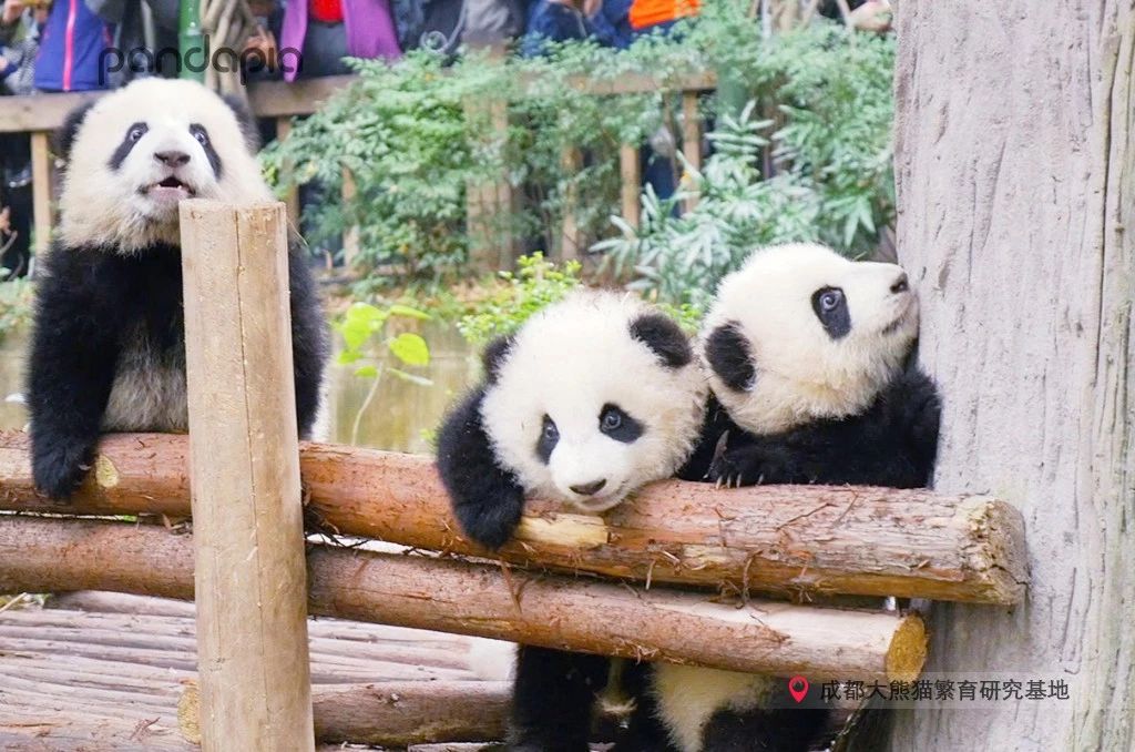 做塑料姐妹,真正的塑料姐妹是什么样的