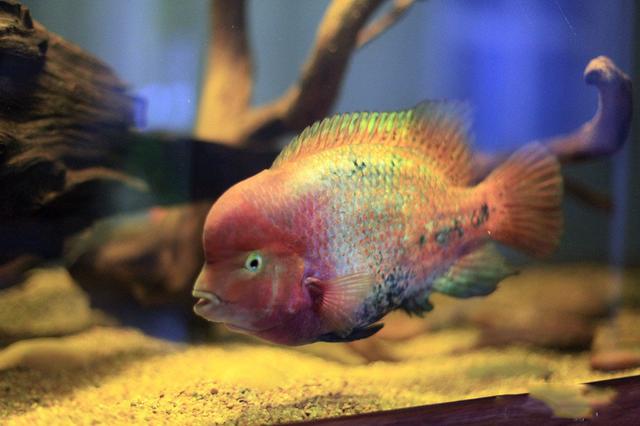 冷水观赏鱼寿命最长的有哪些,寿命最长不吃小鱼的观赏鱼