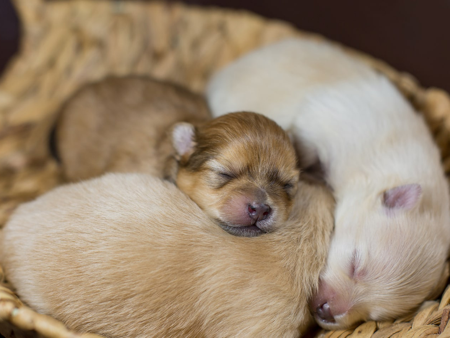 幼犬一旦出现5个表现离死就远了,幼犬容易出什么问题