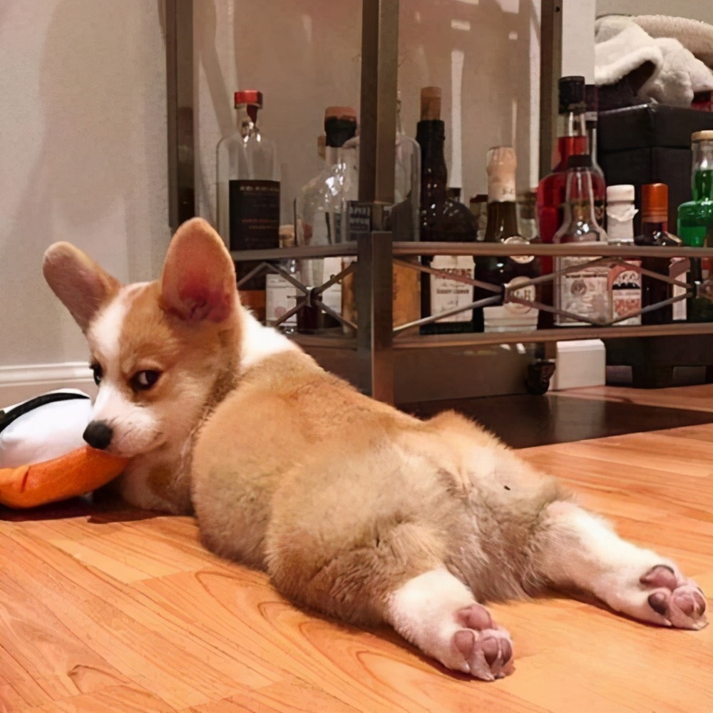 柯基生病的症状,柯基生病了会有哪些特征