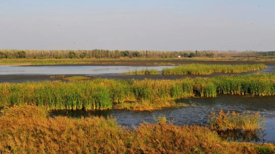 全国林草生物多样性保护成就展,林业生物多样性保护