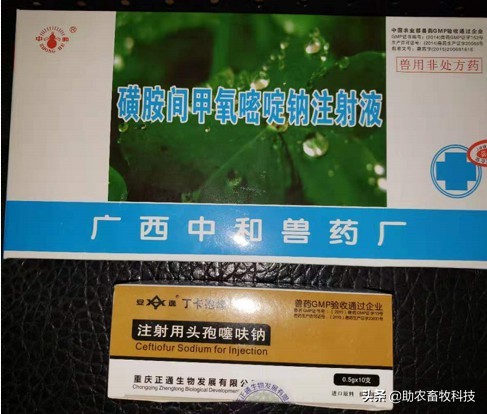 非洲猪瘟的临床症状及快速净化技术