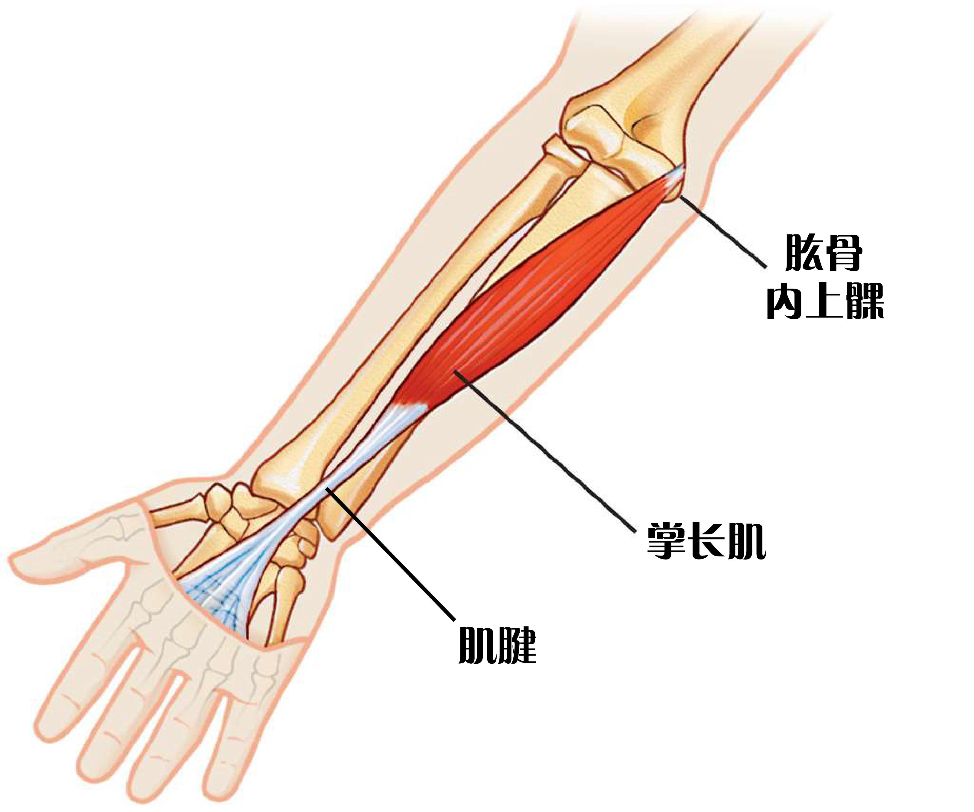 人体胳膊变异,人体十大变异