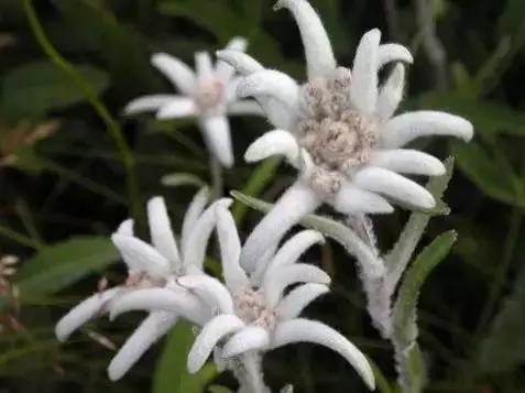 各国国花展示视频,各国国旗国徽国花