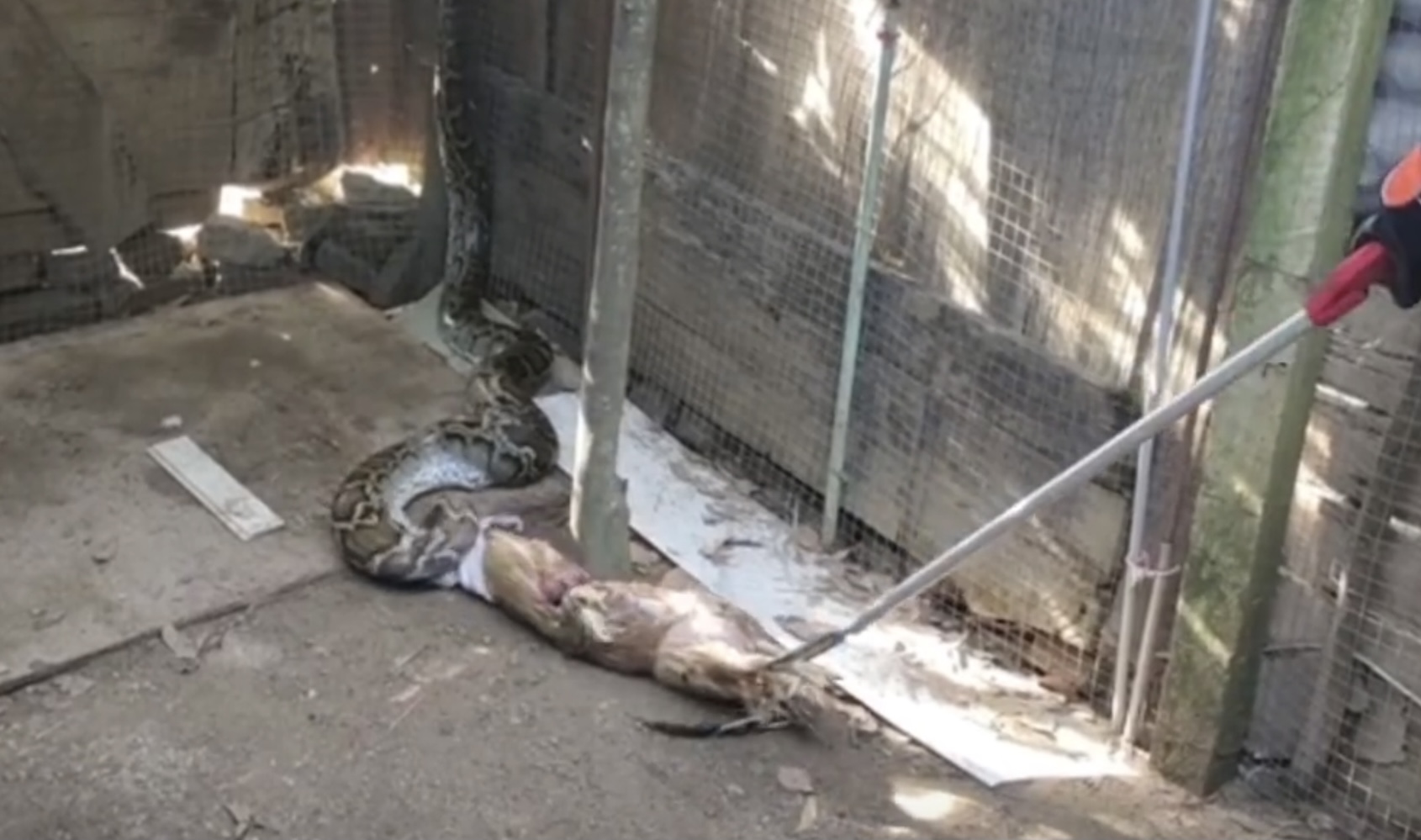 蟒蛇准备偷鸡吃被发现,巨大蟒蛇偷鸡被抓